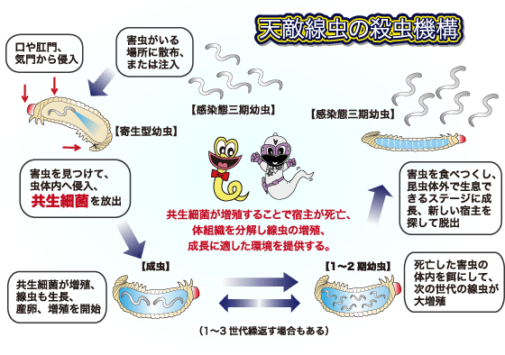 殺虫機構とライフサイクル