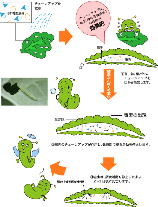 BT剤とは