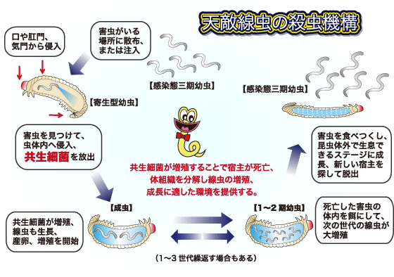 殺虫機構とライフサイクル